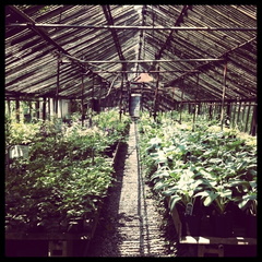 Michler's Greenhouse - 1
